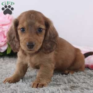 Olina, Dachshund Puppy